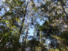 Notothixos subaureus