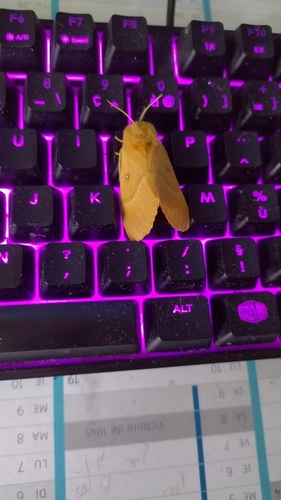 Photo of Oak Eggar (Lasiocampa quercus)