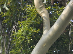 Notothixos subaureus