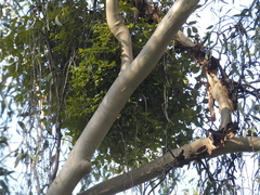 Notothixos subaureus