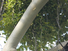 Notothixos subaureus