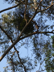 Notothixos subaureus