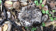 Entoloma medianox