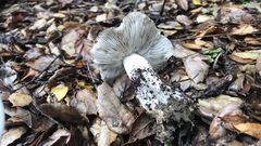 Entoloma medianox