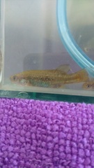Allotoca dugesii