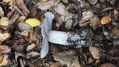 Entoloma medianox