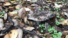 Entoloma medianox