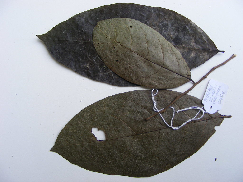 Ehretia trachyphylla