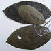 Ehretia trachyphylla - Photo (c) Ben P, algunos derechos reservados (CC BY), subido por Ben P
