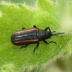 Microrhopala rubrolineata