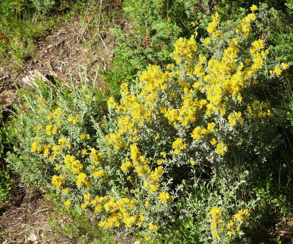 Chamaecytisus eriocarpus from Bansko, Bulgaria on July 18, 2023 at 08: ...