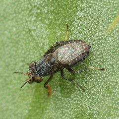 Stictomyia longicornis