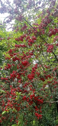 Image of Pyracantha crenulata by (c) Bala singh, some rights reserved (CC BY)
