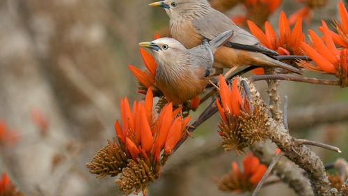 Chestnut-tailed Starling