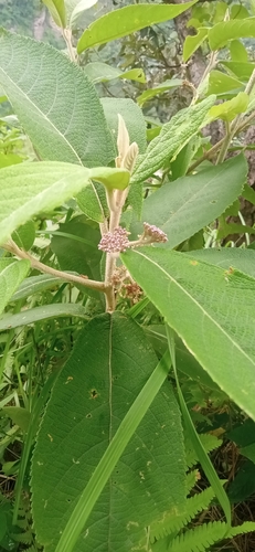Image of Callicarpa macrophylla by (c) Bala singh, some rights reserved (CC BY)