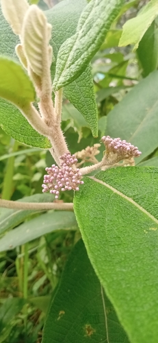 Image of Callicarpa macrophylla by (c) Bala singh, some rights reserved (CC BY)