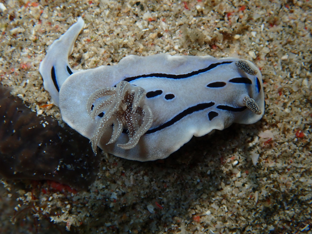 Striped White Sea Slug