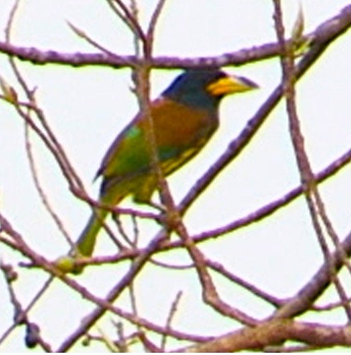 Great Barbet