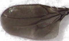 Howickia