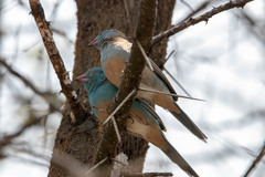 Uraeginthus cyanocephalus