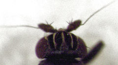 Howickia