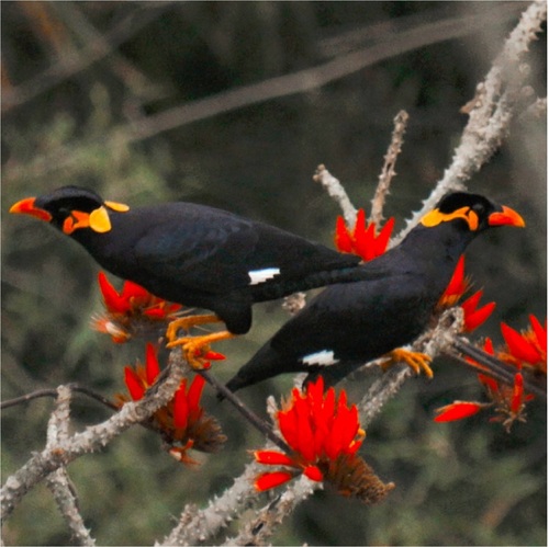 Common Hill Myna