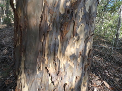 Corymbia maculata