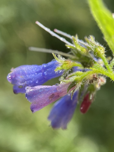Rough Comfrey
