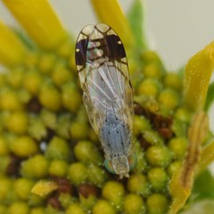 Trupanea pseudovicina