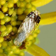 Trupanea pseudovicina