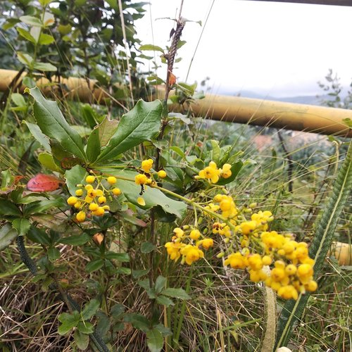 Berberis pectinata