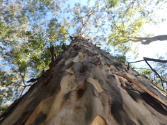 Corymbia maculata