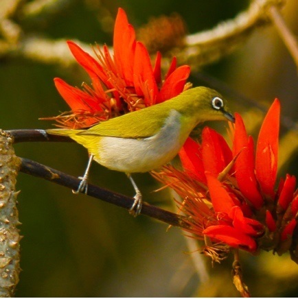 Indian White-eye