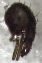 Howickia