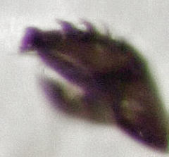 Howickia