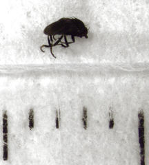 Howickia
