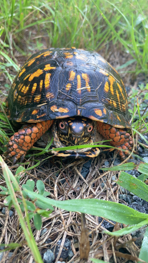 Eastern Box Turtle in August 2023 by Laura Lipps · iNaturalist