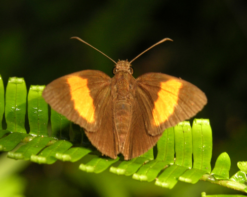 Narrow-banded Velvet Bob