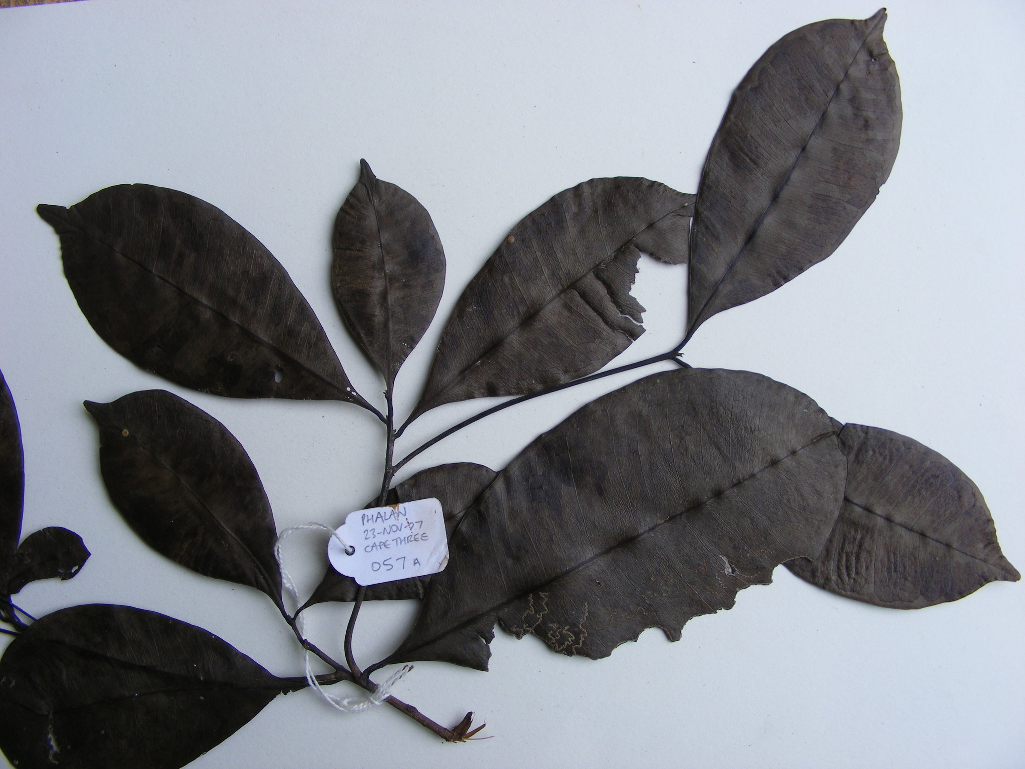 Synsepalum ntimii