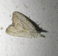 Meganola brunellus