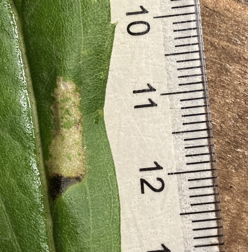 Goldenrod Leafminer (Cremastobombycia solidaginis) photo 2