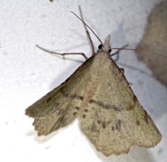 Rhinodia rostraria