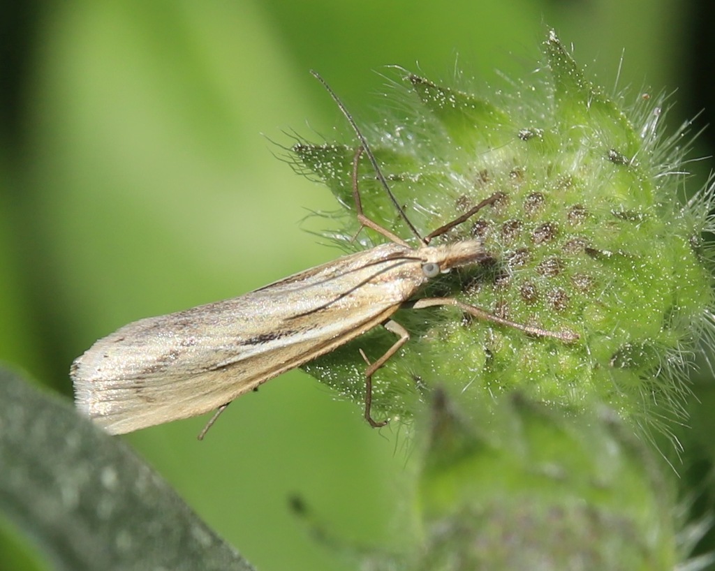 Catoptria biformellus