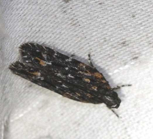 Ardozyga cephalota