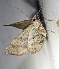Rhinodia rostraria