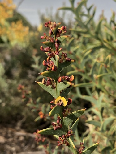 Daviesia pectinata