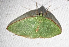 Eucyclodes metaspila