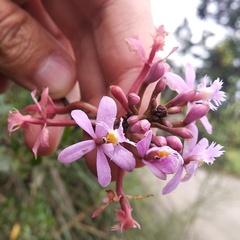 Epidendrum secundum