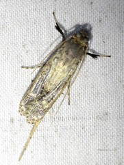 Gerontha acrosthenia