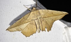Polyacme dissimilis